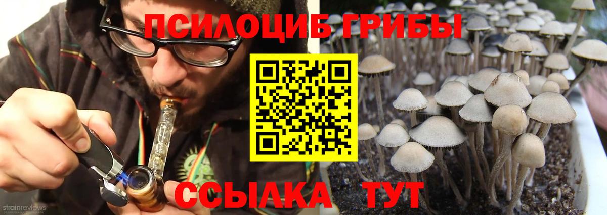 Псилоцибиновые грибы Psilocybine cubensis  Вход с VPN  Нижний Новгород 
